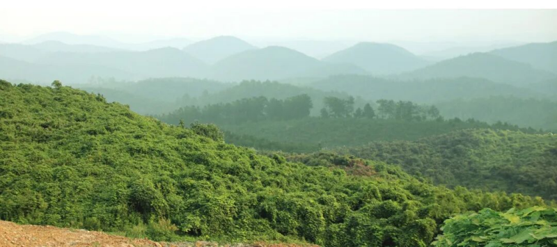 1772417789379272.png 漫山遍野的野生葛根.png