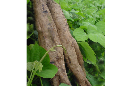 長期吃葛粉是養(yǎng)生還是傷身？科學(xué)解讀它的三大益處，讓你吃得更明白！