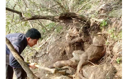 藏在隨州深山里的自然饋禮：二月風(fēng)有機(jī)野生葛根粉，守護(hù)孩子純粹成長(zhǎng)