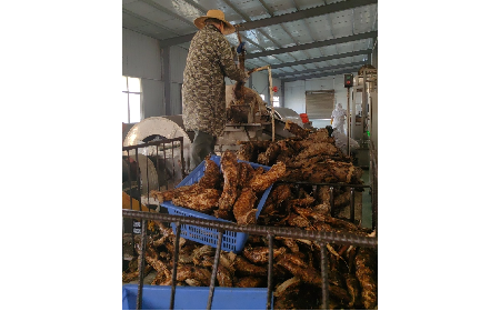 野生葛粉加工正當(dāng)時(shí)，二月風(fēng)匠心傳承好味道